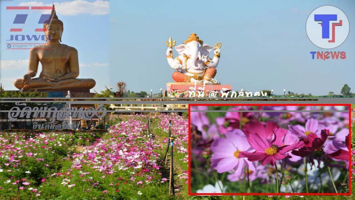 Unseen Singburi..!! หยุดยาวนี้ต้องไป ที่วัดพิกุลทอง ไหว้พระชมทุ่งคอสมอส รับลมหนาวแห่งใหม่ แห่งเดียวใน จ.สิงห์บุรี (ชมคลิป)