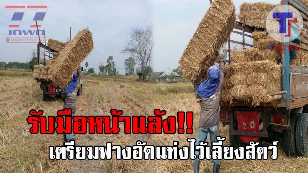 ภัยแล้งใกล้มาเยือน..!! เกษตรกรโคราช เตรียมรับมือ สั่งฟางอัดแท่งกักตุนไว้ให้สัตว์เลี้ยง ในช่วงหน้าแล้งที่ใกล้มาถึง หวั่นราคาจะขึ้น (ชมคลิป)