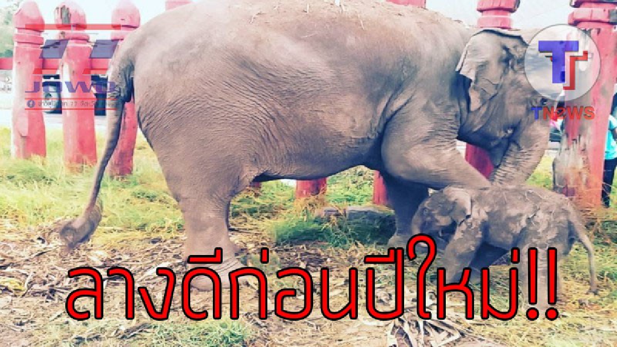 หมู่บ้านช้างอยุธยาแลเพนียดเฮลั่น..!พังใบเตยตกลูกเป็นเพศเมียส่งท้ายปีเก่าต้อนรับปีใหม่เป็นเชือกที่ช้างเชือกที่70ของหมู่บ้านช้างในรอบ 20(คลิป)