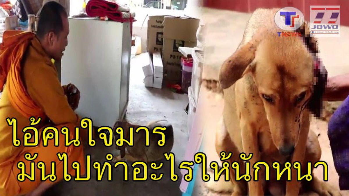เวทนาใจ !! สุนัขแม่ลูกอ่อน เดินตามหาลูกไม่เจอ ถูกคนใจร้ายฟันคอหวิดขาด หอบสังขารกลับวัด ร้องด้วยความเจ็บปวด (มีคลิป)