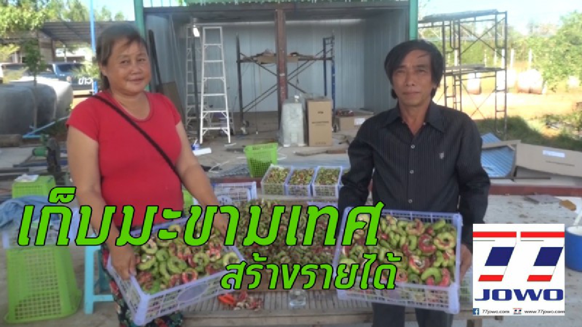 เป็นกอบเป็นกำ!!ชาวโนนไทยเก็บมะขามเทศขาย สร้างรายได้ปีละ 60 ล้านบาท