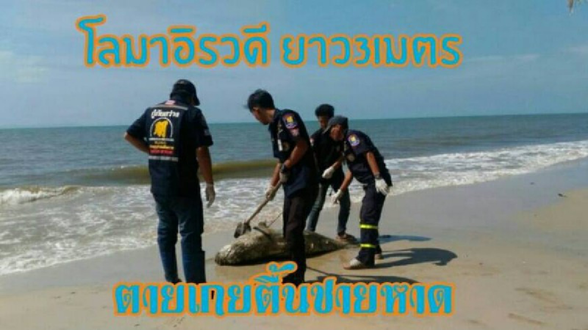 สลด !!พบโลมาอิรวดียาวเกือบ3 เมตรตายเกยตื้นชายหาดคลองใหญ่จ.ตราด (มีคลิป)