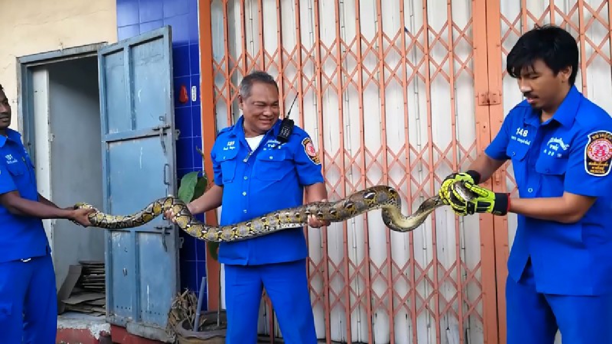 ห้างนี้มีงู!! งูเหลือมเเอบเลื้อยเข้าห้องเก็บของห้างดังเมืองหาดใหญ่ (ชมคลิป)