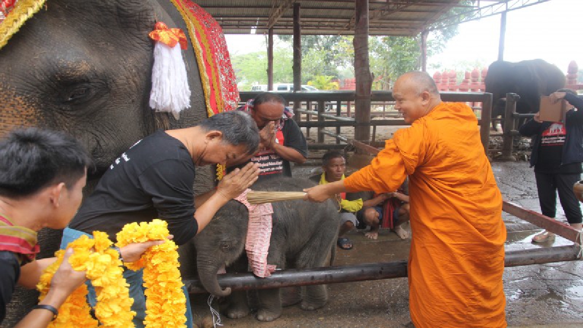 หมู่บ้านช้างอยุธยา นิมนต์เกจิดัง ประพรหมน้ำมนต์รับขวัญช้างน้อยเกิดใหม่เชือกที่ 70ให้ประชาชนร่วมตั้งชื่อชิงเงินรางวัล10,000 บาท (ดูคลิป)