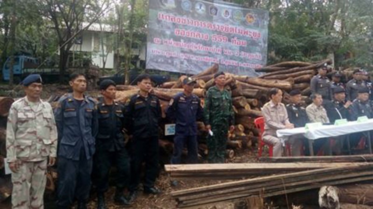 ตำรวจ-ทหาร-ป่าไม้-ปกครอง ร่วมแถลงจับไม้พะยูงกว่า 559 ท่อน มูลค่า 50 ล้าน หลังชาวบ้านหลงผิดถูกนายทุนต่างชาติสั่งลักลอบตัดในผืนป่าดงมะไฟ