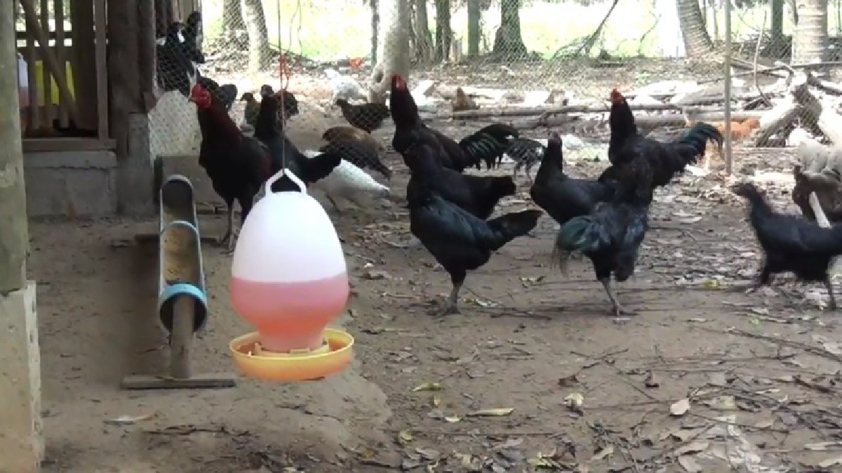 เลี้ยงไก่ก็รวยได้!! เกษตรกรกระบี่ เลี้ยงไก่ดำกึ่งธรรมชาติ สร้างรายได้งาม (ชมคลิป)