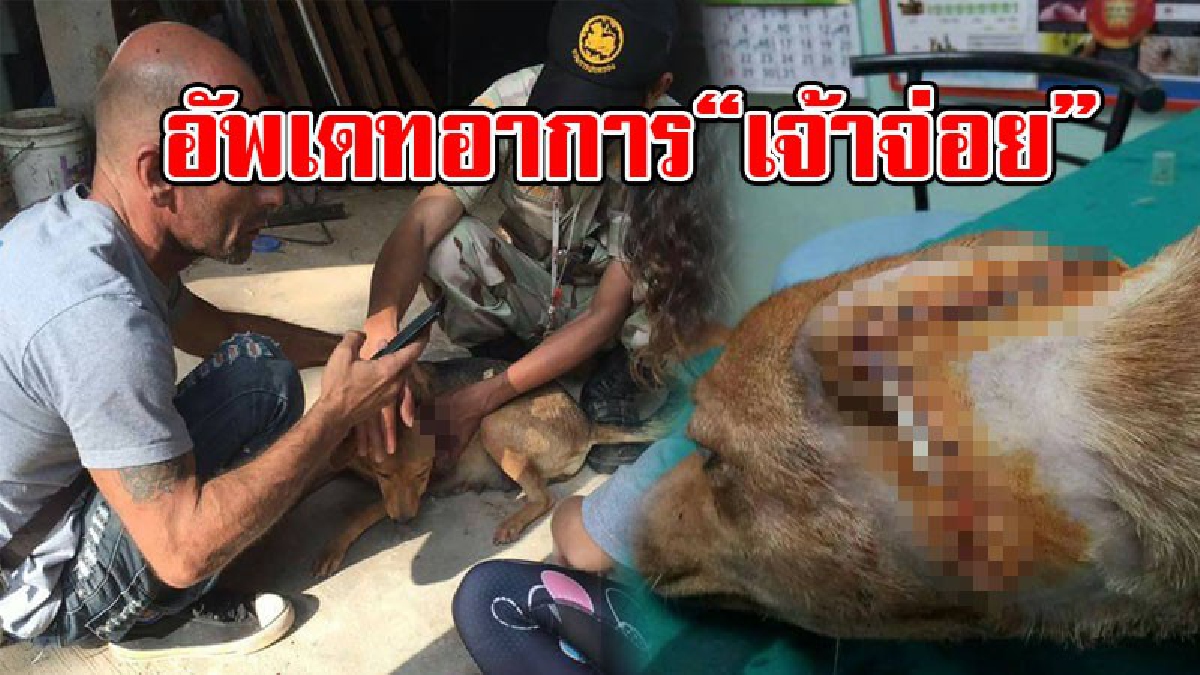 จำได้ไหม !? "เจ้าจ่อย" หมาแม่ลูกอ่อนที่ถูกฟันหัวแบะ ล่าสุดกลุ่มผู้ใจบุญรุดเข้าช่วยเหลือ เห็นอาการแล้วน้ำตาไหล! ใครนะทำมันได้ลงคอ..!!?