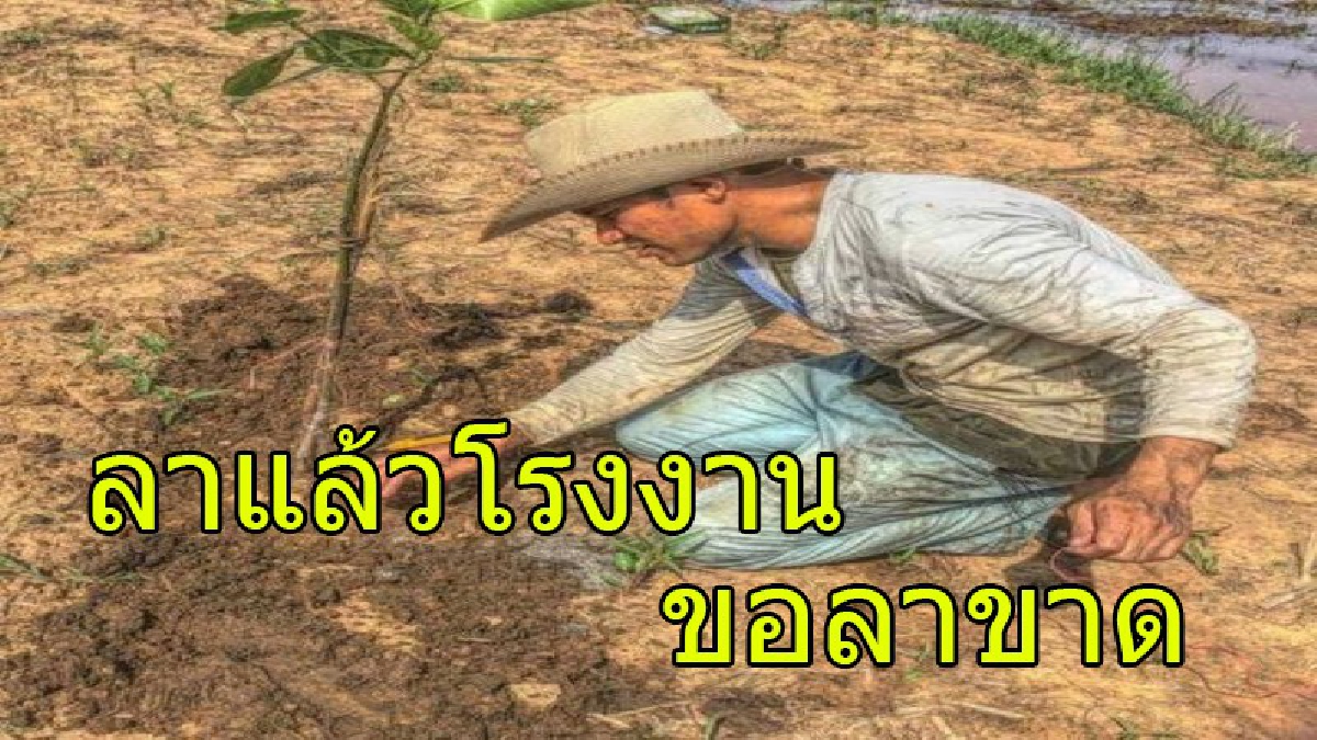 หนุ่มหัวใจแกร่ง บอกลาชีวิตมนุษย์เงินเดือน หลังตรากตรำนาน 17 ปี กลับบ้านเกิดใช้ชีวิตอย่างพอเพียง ฝากแง่คิดดีๆ..อาจแทงใจดำใครหลายคน (มีคลิป)