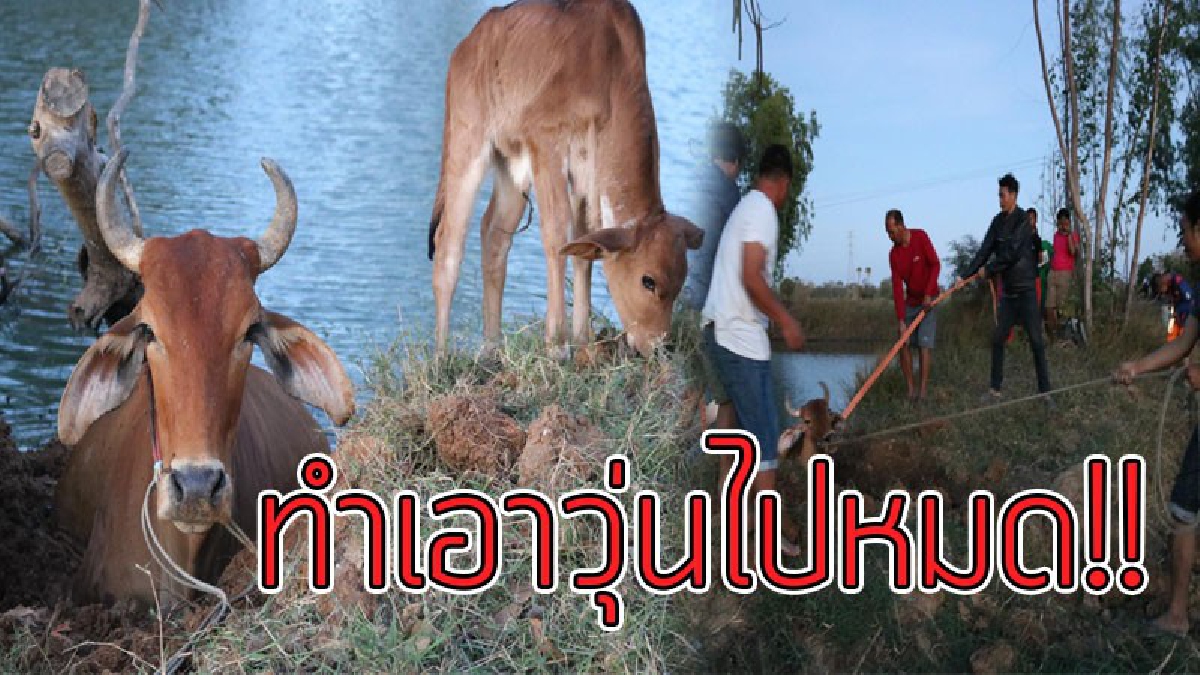 มนุษย์ทำตกใจ!?? สุดชุลมุน วัวแม่ลูกอ่อนตกใจเสียงปะทัดส่งท้ายปี ขวัญกระเจิง วิ่งตกสระน้ำกลางทุ่งนา ใช้เวลานานกว่า 3 ชม.กว่าจะช่วยได้!!