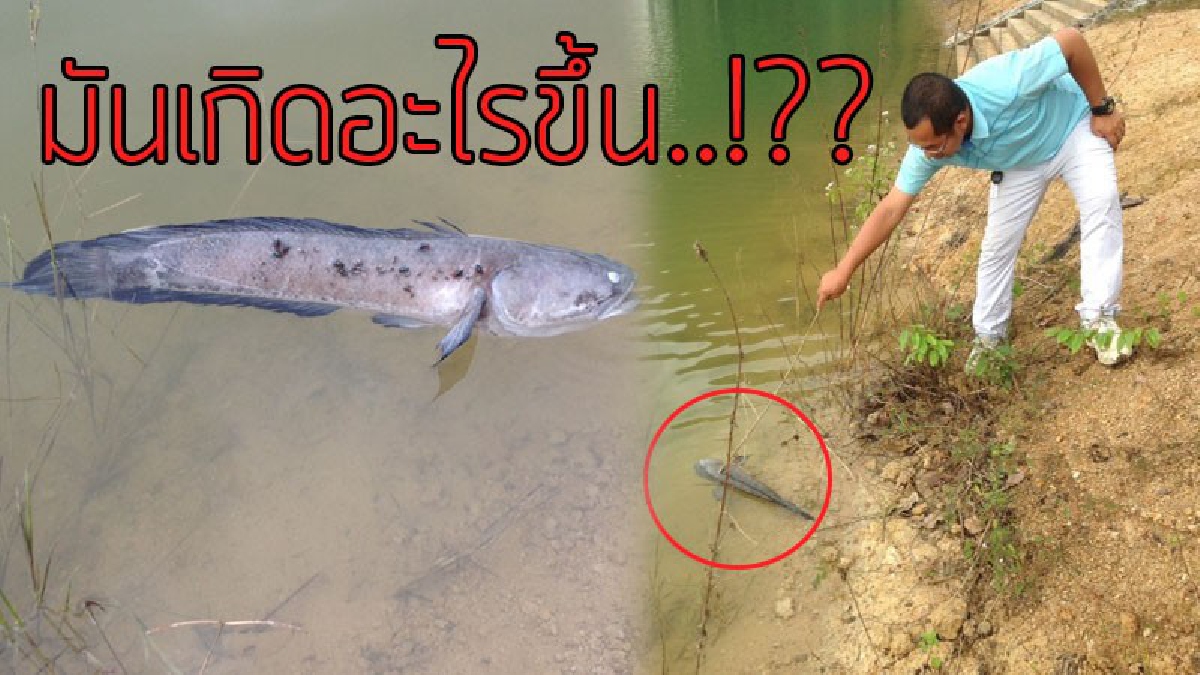 แตกตื่นทั้งหมู่บ้าน..!?? ชาวบ้านตื่นมา ช็อกตาตั้ง พบปลาลอย "ตาย" จำนวนมากในแหล่งน้ำผลิตน้ำประปา..!!