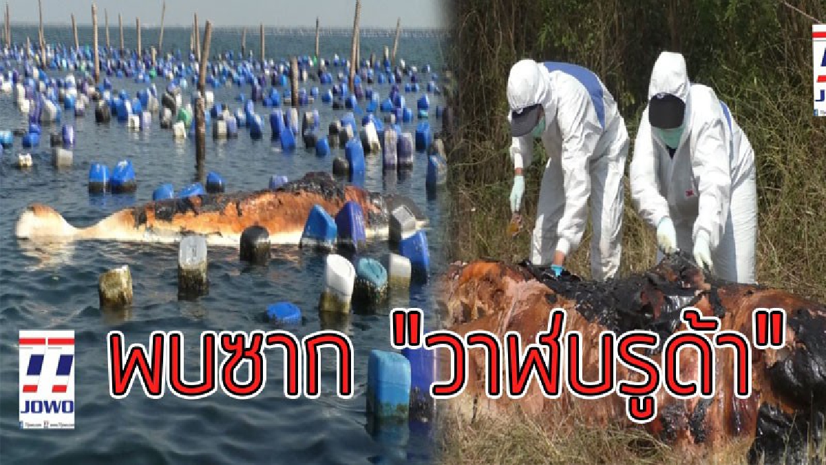 กลิ่นเหม็นโชยมา..!?? สุดสลดใจพบซาก "วาฬบรูด้า" ที่ปากอ่าวแม่กลอง ลอยขึ้นอืดส่งกลิ่นเหม็นคลุ้ง..!!