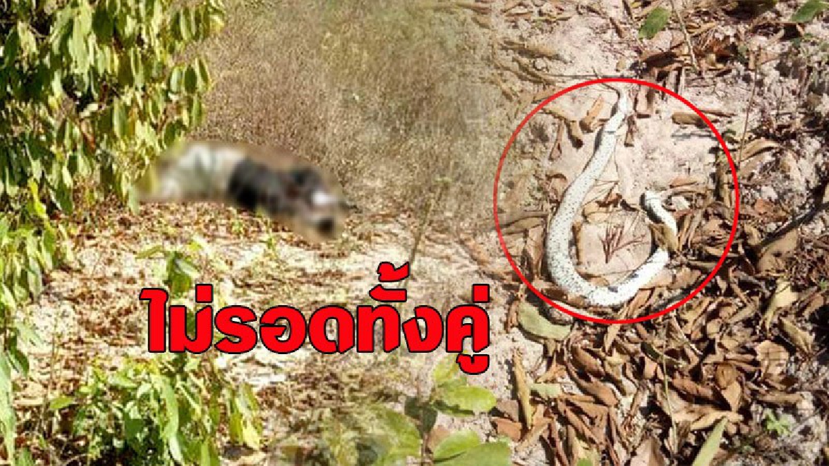 เป็นศพทั้งคู่!!? ชายวัย 59 ถูกงูกัดแมวเซากัด หลังฆ่างูตาย ทนพิษไม่ไหวนอนตายตามข้างศพงู(ตลิป)