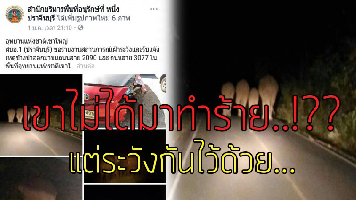 ตกใจสุดขีด..!?? ช็อกตาตั้งมาเป็นโขลง นทท.ขับรถกระบะไปเจอจังๆกับ "ช้างป่า" โชคดีช้างไม่ได้มาทำร้าย แต่ตนดันไปเฉี่ยวช้างเพราะหักหลบไม่ทัน..!!