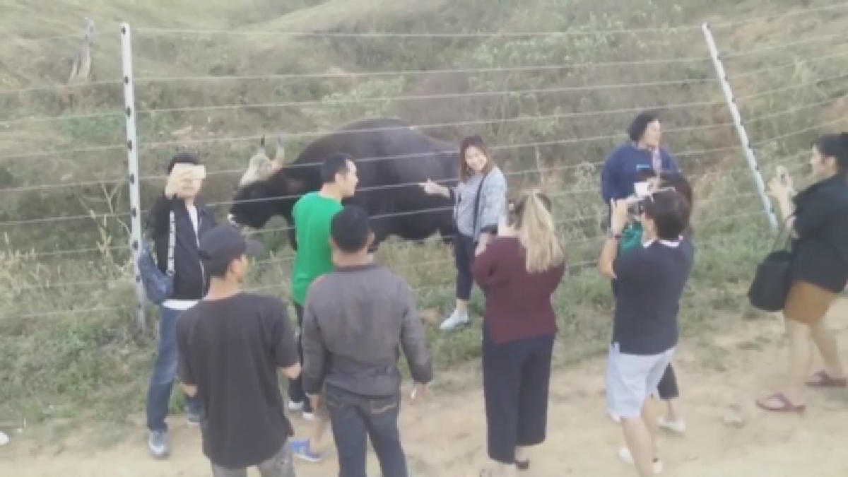 หยุดยาวปีใหม่!! กระทิงเขาแผงม้าอวดโฉมให้ชมกันแบบจะๆ พิสูจน์ได้ที่จุดสกัดเขาสูงเขาแผงม้า ไปดูกันซะนะ (ชมคลิป)