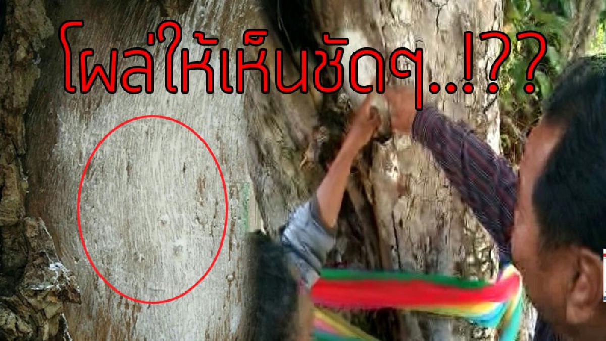 ส่องกันจะๆ!! งานประเพณีบวงสรวงหลวงปู่แพ่งประจำปี ครั้งนี้ให้เลขเด็ด เห็นกันเต็มๆตา พร้อมกับปิดท้าย แชมป์มวยไทยชกโชว์ถวายสุดมันส์!! (ชมคลิป)