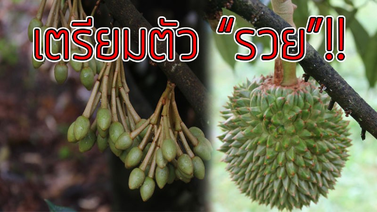 เตรียมรับมรัพย์..!?? ชาวสวนทุเรียนยิ้มกว้าง เตรียมตัวรวย ทุเรียนรุ่นแรก กก.ละ 150 บาท..!!(มีคลิป)