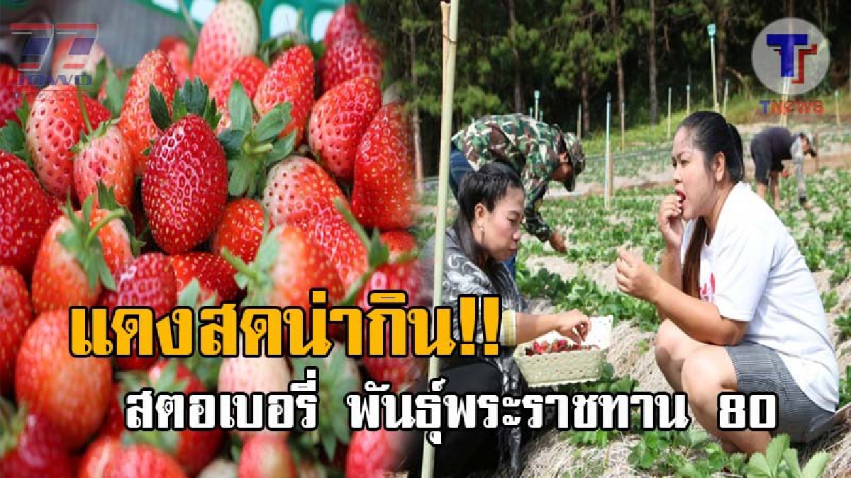 ขายดิบขายดี..!! สตอเบอรี่พันธุ์พระราชทาน80 โครงการพระราชดำริภูหินฯ ออกผลใหญ่ให้นทท.ได้ชิมแล้ว คาดกลางเดือนมกราคม จะออกผลเต็มที่ (คลิป)
