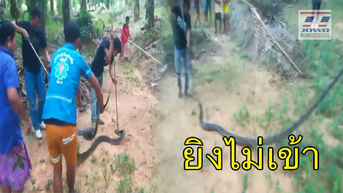 สุดระทึก ! จงอางยักษ์โผล่กลางสวนปาล์ม "ชาวบ้านยิงสู้ แต่ไม่ระคายผิว" แจ้งกู้ภัยฯจับทุลักทุเล (คลิป)