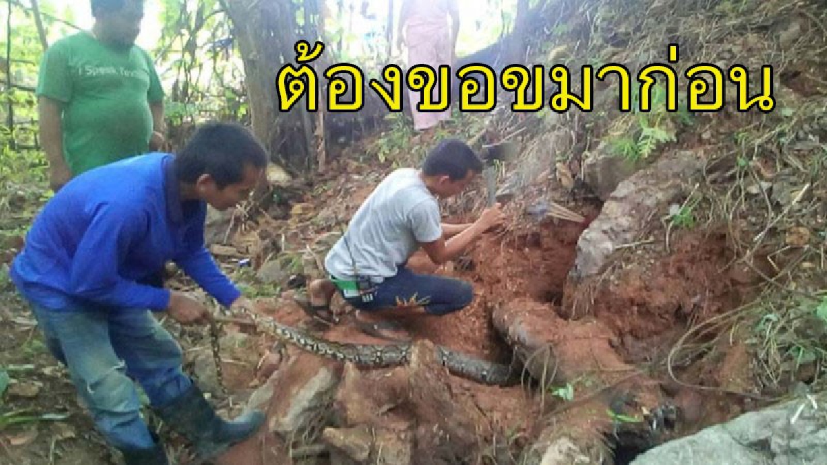 ตะลึงทุกสายตา ! งูเหลือมยักษ์ซุกโพรงหินในสวนยาง มากรีดยางกลางดึกแทบช็อก กู้ภัยฯช่วยดึงเท่าไหรไม่ออก พอจุดธูปขอขมาเจ้าที่ "ดึงออกง่ายดาย"