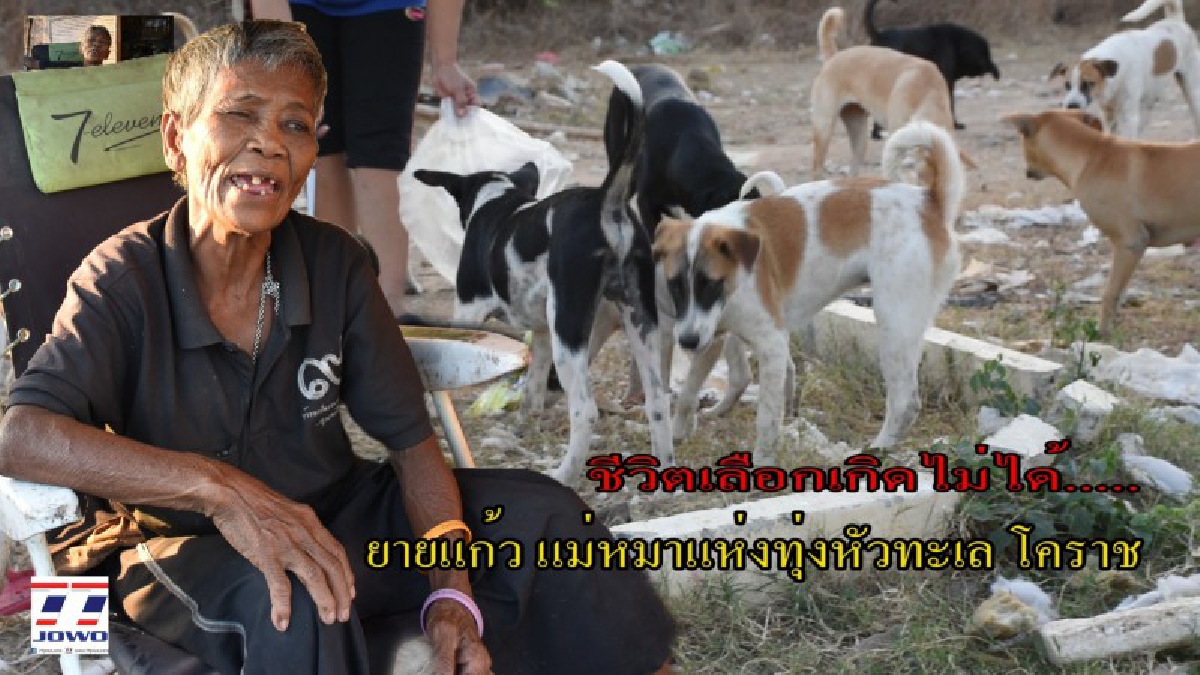 เรียกว่าความสุข ! พาไปดูชีวิต"ยายแก้ว" หญิงชราวัย 66 แม่หมาแห่งทุ่งหัวทะเล อยู่คนเดียวลำพัง มีเพียงสุนัขเท่านั้นเป็นเพื่อน (ชมคลิป)