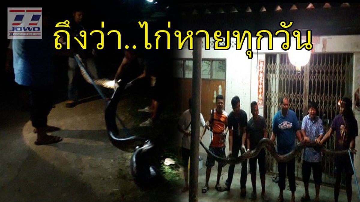 แม่เจ้า ! งูเหลือมยักษ์บุกเล้าไก่ กู้ภัยฯหลายคนรุมจับยังสู้แรงแทบไม่ไหว (คลิป)