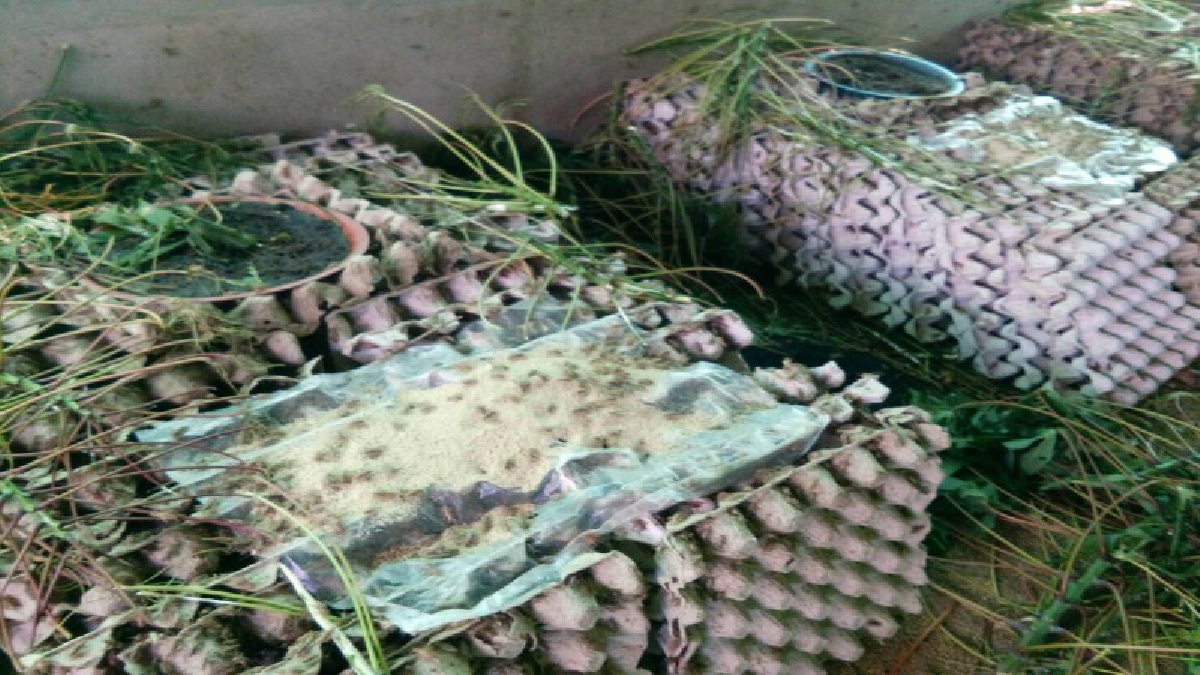 สุดเจ๋ง..!! ชาวนาโคราช ผุดไอเดีย เลี้ยงจิ้งหรีดในโรงเรือนขาย สร้างรายได้เดือนละกว่า 10,000 บาท (มีคลิป)