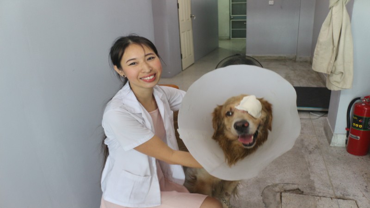 เจ้าของติดต่อด่วน ! สุนัขโกเด้นแสนรู้ วิ่งหาหมอช่วยรักษาอาการบาดเจ็บ อาการปลอดภัยแล้ว รอเจ้าของมารับที่คลินิก