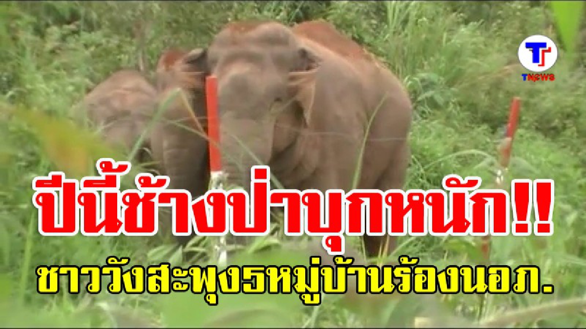 ช้างภูหลวงบุกหนัก มาแล้วไม่ยอมกลับ!! ชาววังสะพุง 5 หมู่บ้านร้องนายอำเภอช่วยเหลือ (มีคลิป)