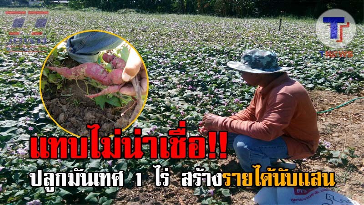 อยากรวยต้องอ่าน..!! เกษตรกรโคราชสุดเจ๋ง ใช้พื้นที่ทำนาปลูกข้าว หันมาปลูกมันเทศญี่ปุ่น เพียงแค่ 1 ไร่ แต่กลับสร้างรายได้นับแสนบาท!? (ชมคลิป)