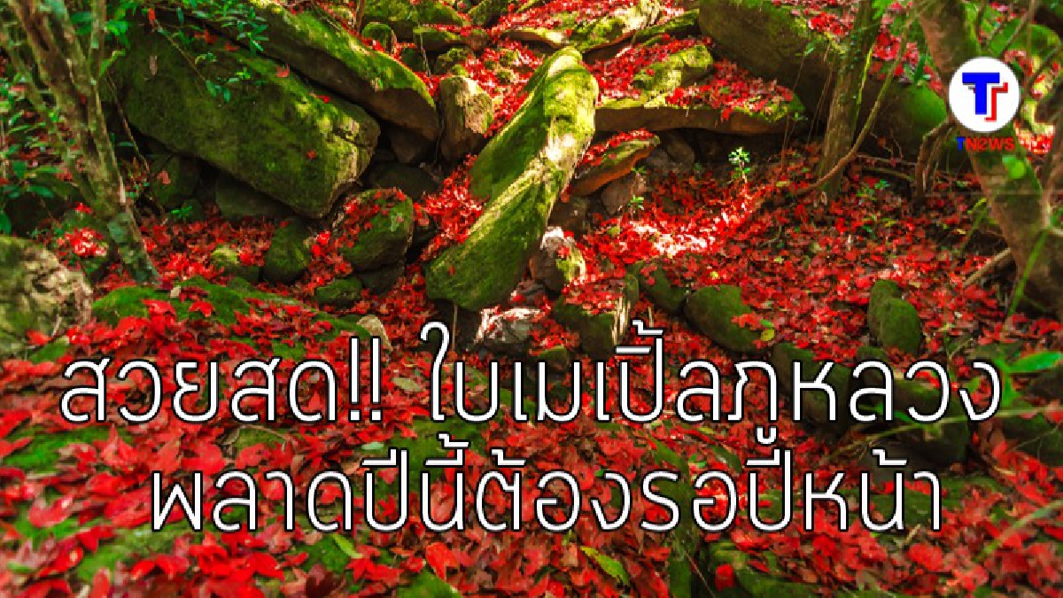 สุดงดงามตระการตา..!! ใบเมเปิ้ลภูหลวงสวยสุดๆ นักท่องเที่ยวแห่ชื่นชมกันอย่างคับคั่ง งานนี้บอกเลยถ้าพลาดปีนี้ ต้องรอปีหน้า (มีคลิป)