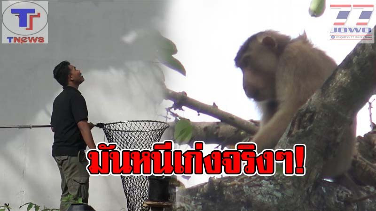 ดึงลูกดอกทิ้ง ฉลาดเกินไปแล้ว !! เจ้าลิงกังแสบที่ถูกนำมาปล่อยไว้ บุกทำร้าย 2 หนูน้อย หวังแย่งอาหาร กว่าจะจับได้..เล่นเอาเหนื่อย! (คลิป)