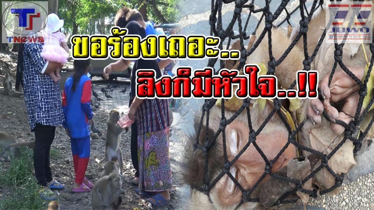 ขอร้อง..!! อย่าเอาลิงมาปล่อยที่เขา หลังทำร้ายเด็กบาดเจ็บ 2 คน จนท.ลั่น! ขอความร่วมมือ..สงสารทั้งคน สงสารทั้งลิง (คลิป)