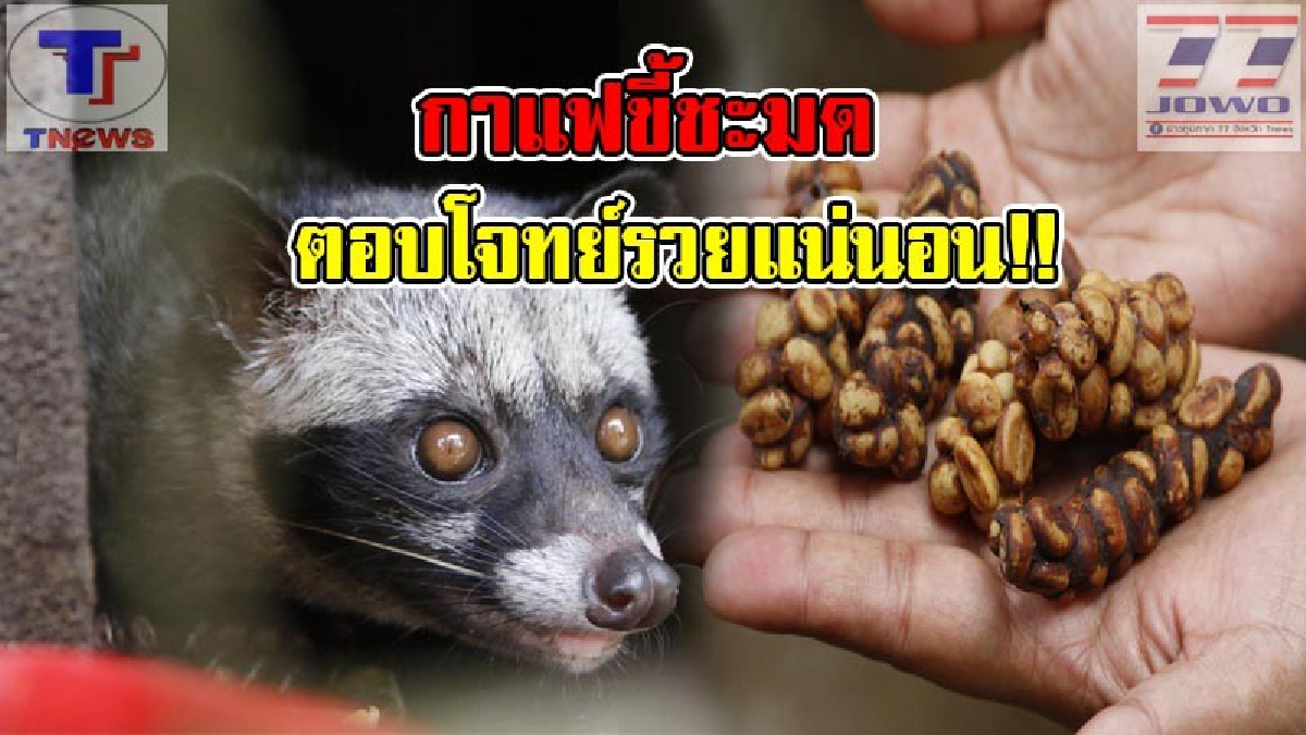 หนึ่งเดียวในตรัง !! &ldquo;กาแฟขี้ชะมด&rdquo; ตอบโจทย์ลูกค้ายุคไทยแลนด์ 4.0 สร้างรายได้งาม แนะเกษตรกรหันมาปลูกกาแฟทำเป็นอาชีพแทนการทำสวน (คลิป)