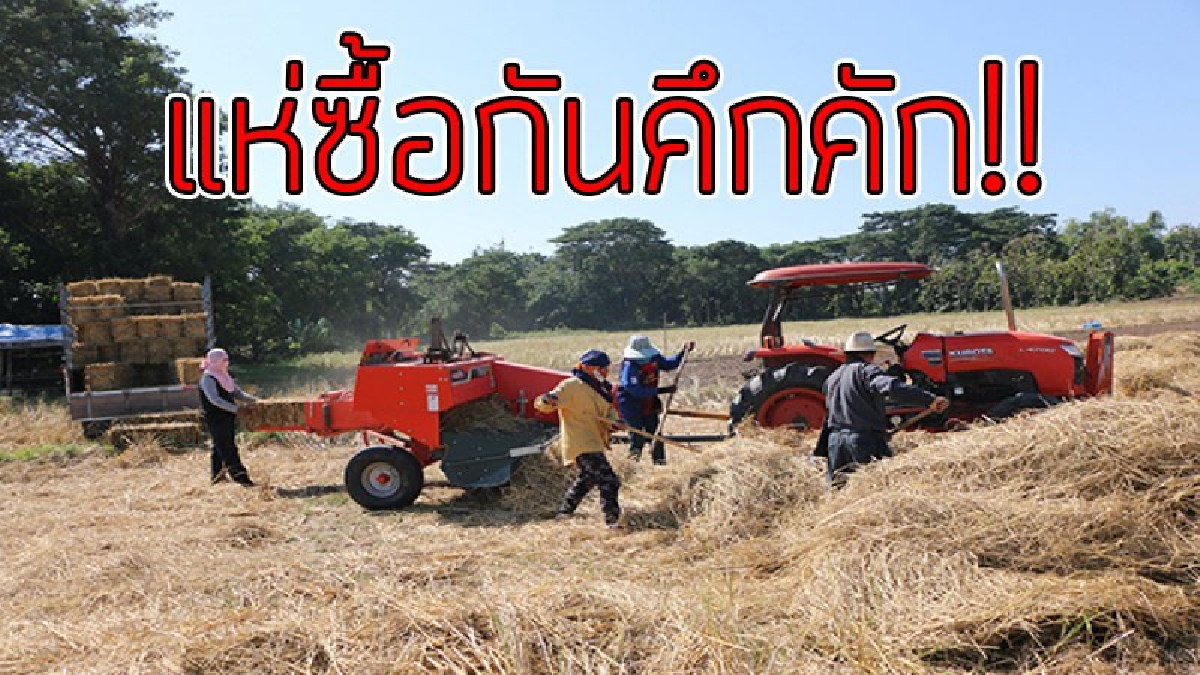 แห่ซื้อฟางข้าวกลางนากันคึกคัก!! เกษตรกรหวั่นถูกเผาทิ้ง ก่อนมาตรการควบคุมไฟป่า ทำฟางก้อนตุนไว้ ใช้เลี้ยงวัวในฟาร์มแก้วิกฤตภัยแล้ง หญ้าขาดแคลน