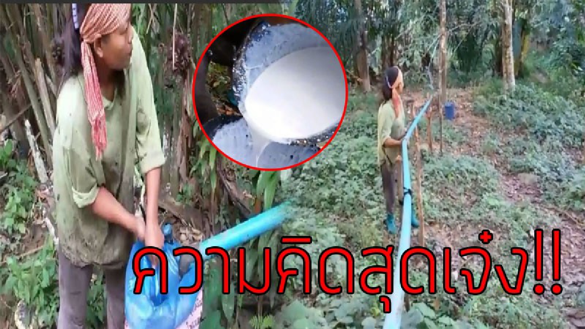 ความคิดดี..มีแต่พัฒนา!?? ชาวสวนยางไอเดียสุดเจ๋ง นำท่อพีวีซีลำเลียงน้ำยาง จากเนินเขาสูง..!!