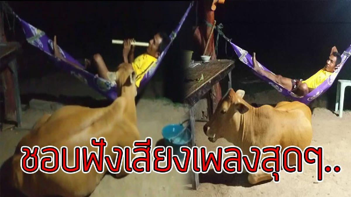 แบบนี้ก็มีด้วย!! สุดแปลก "วัวติดคน" แถมมีอารมณ์สุนทรีย์ ชอบฟังเสียงขลุ่ยและเพลงลูกทุ่ง โดยเฉพาะ "เพลงจูบไม่หวาน" ของสันติ ดวงสว่าง..!?