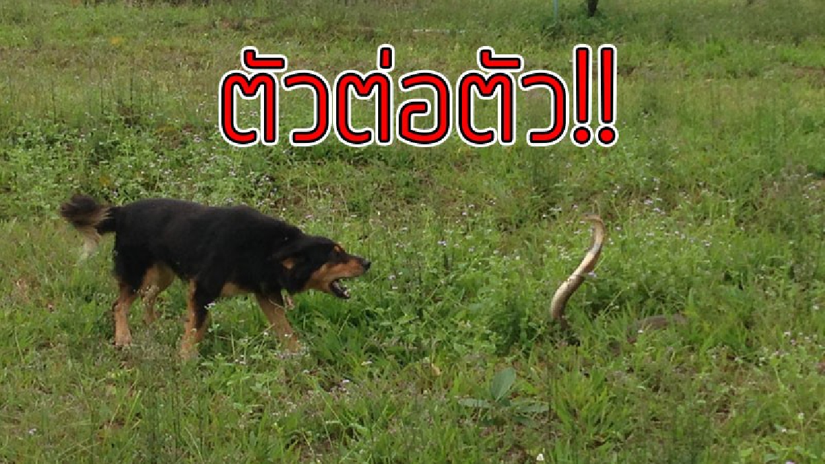 สุดระทึก &ldquo;เจ้าเป๊ปซี่&rdquo; สุนัขเจ้าของสวนทุเรียน สู้กับงูเห่านานกว่าครึ่งชม. ก่อนเจ้าของตามเสียงไปดู ถึงกับผงะ..!!