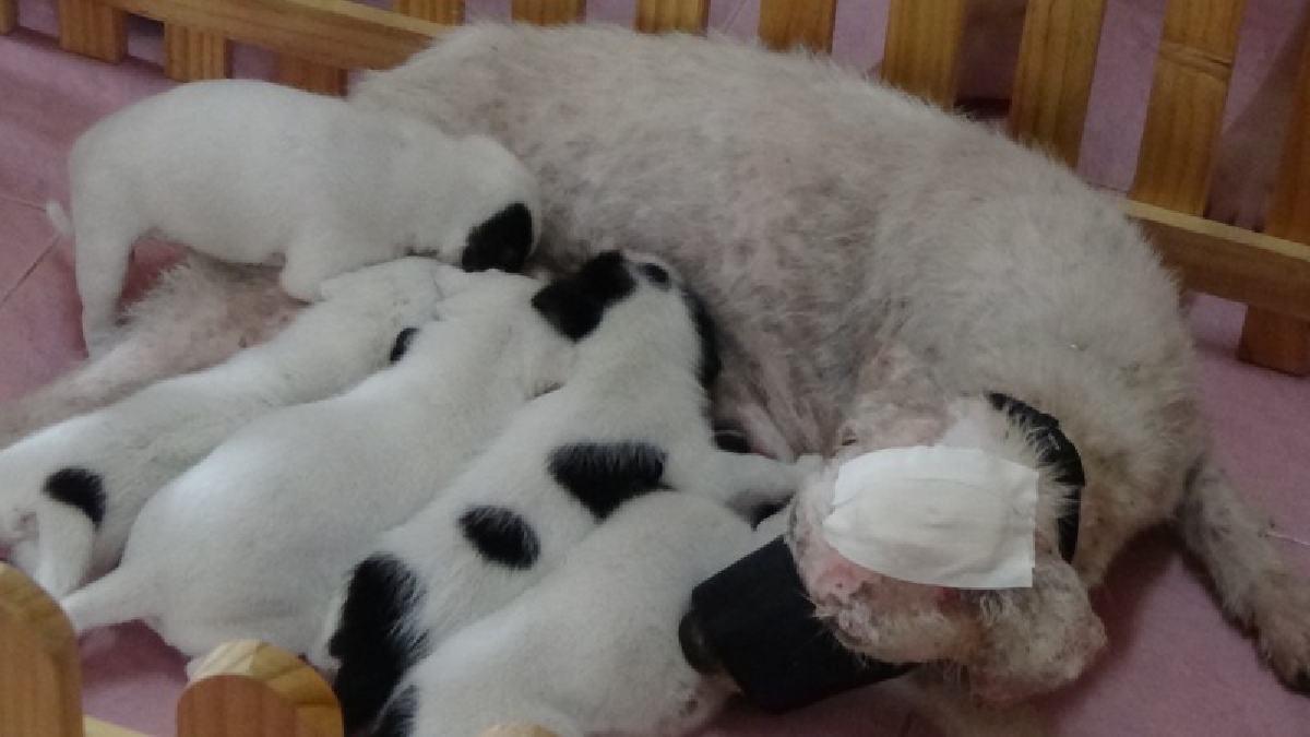 น่าเวทนา...น้องหมาถูกทำร้ายจนหัวเน่า หนอนไชยั๊วะเยี๊ยะ หมอใจบุญพาไปรักษาพร้อมลูกอ่อนอีก 5 ตัว