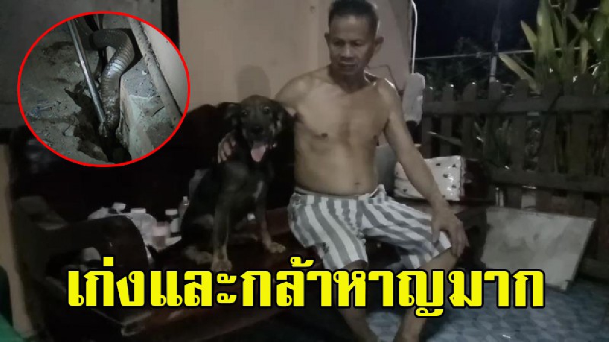 "เจ้ารัก"ตูบแสนรู้ ไล่กัดงูเห่าช่วยเจ้านายที่นั่งอยู่บนแคร่ไม้ โดยไม่ห่วงชีวิตตัวเอง (คลิป)
