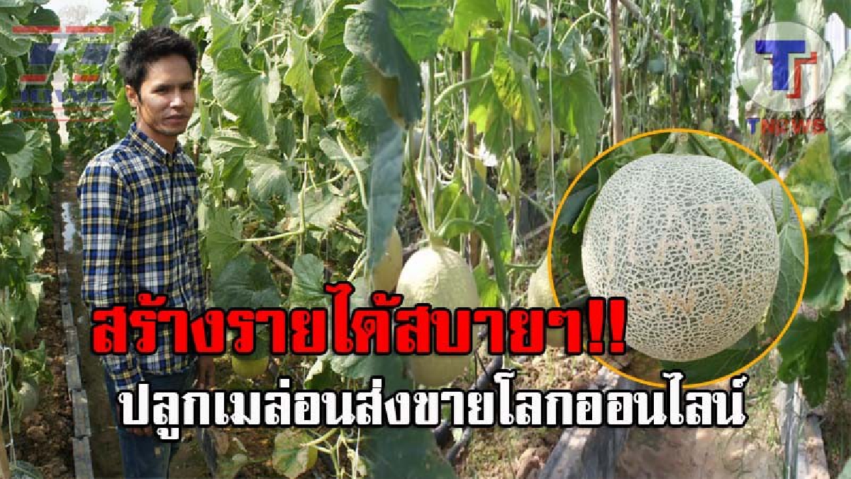 รวยกันแบบไม่รู้ตัว..!! เกษตรกรหนุ่มรุ่นใหม่ ปลูกเมล่อนพันธุ์ซากุระ-แมริเอด ส่งขายบนโลกออนไลน์ แทบไม่น่าเชื่อ กลับช่วยให้ขายดิบขายดี!? (คลิป)