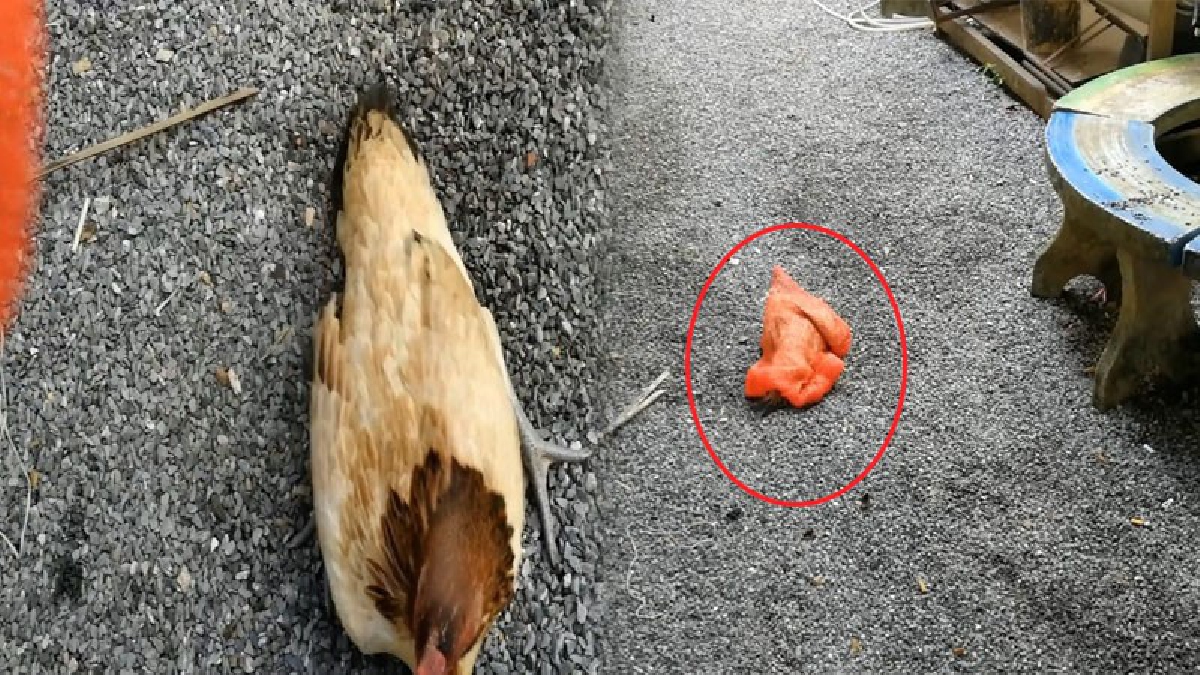 เกือบไปแล้วมั้ยล่ะ..!?? แม่ไก่โชคร้ายเดินหาอาหาร จนตัวไปติดอยู่ในกระสอบทั้งตัว พยายามออกมาจนหมดแรง เดชะบุญมีคนเห็นช่วยได้ทัน..!!