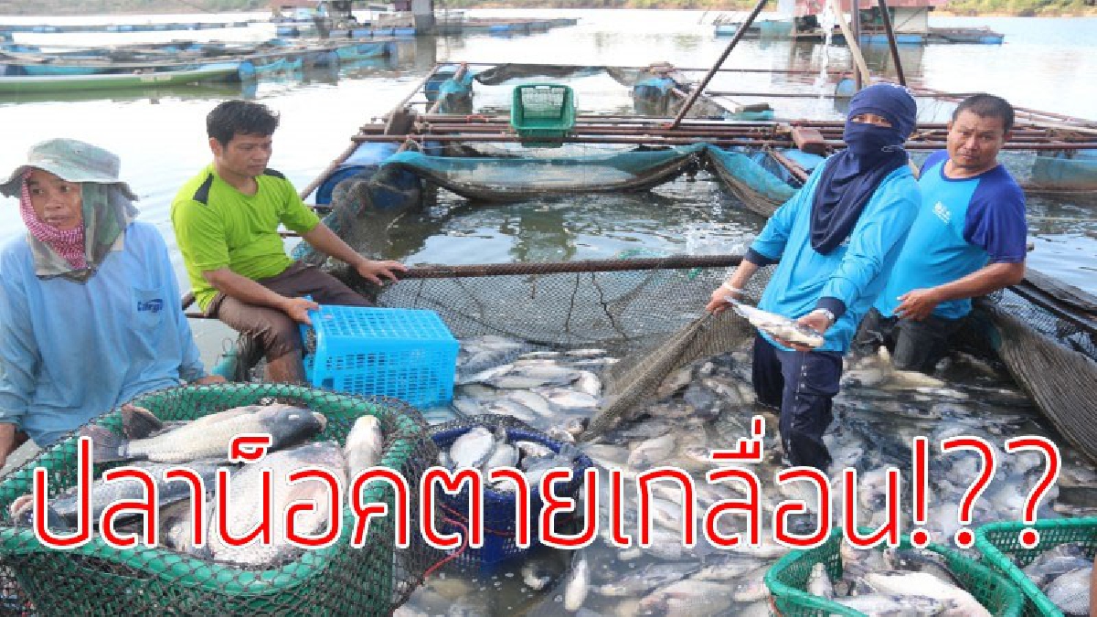น้ำตาคนทำมาหากิน!?? เกิดเหตุสะเทือนใจ "ปลาในกระชังน็อคตายเกลื่อน" วอนหน่วยงานรัฐช่วยเหลือด่วน!!