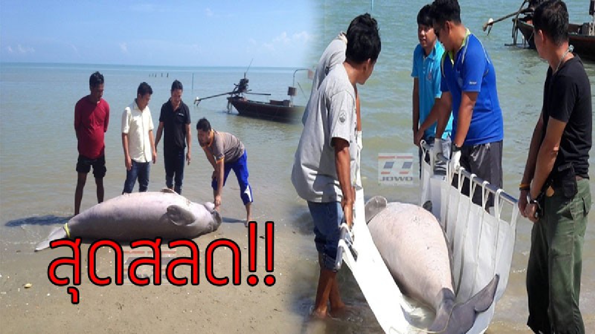 ภาพสุดสลดใจ..!! พบซากพะยูนเพศผู้ น้ำหนักประมาณ 200 กิโลกรัม ตายขึ้นอึดกลางทะเลไชยา..!?? (ชมคลิป)