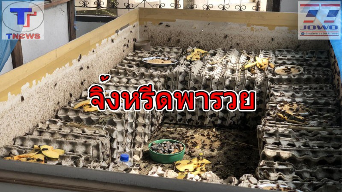 เกษตรกรเลี้ยงจิ้งหรีดขานรับ..!! ม.อุบลฯ ผุดไอเดียเจ๋ง สกัดโปรตีนจากจิ้งหรีด ทำเครื่องดื่ม หวังต่อยอดเป็นแมลงเศรษฐกิจ