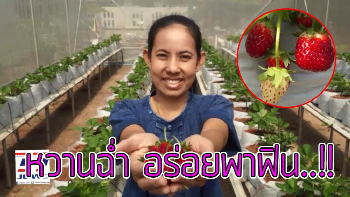 ไม่ต้องไปกินไกลแล้ว..!?? รู้หรือยังสมุทรสงคราม "แห่งเดียว" ในจังหวัด ที่มี "สตรอเบอร์รี่" ให้ผลิตดี..!!