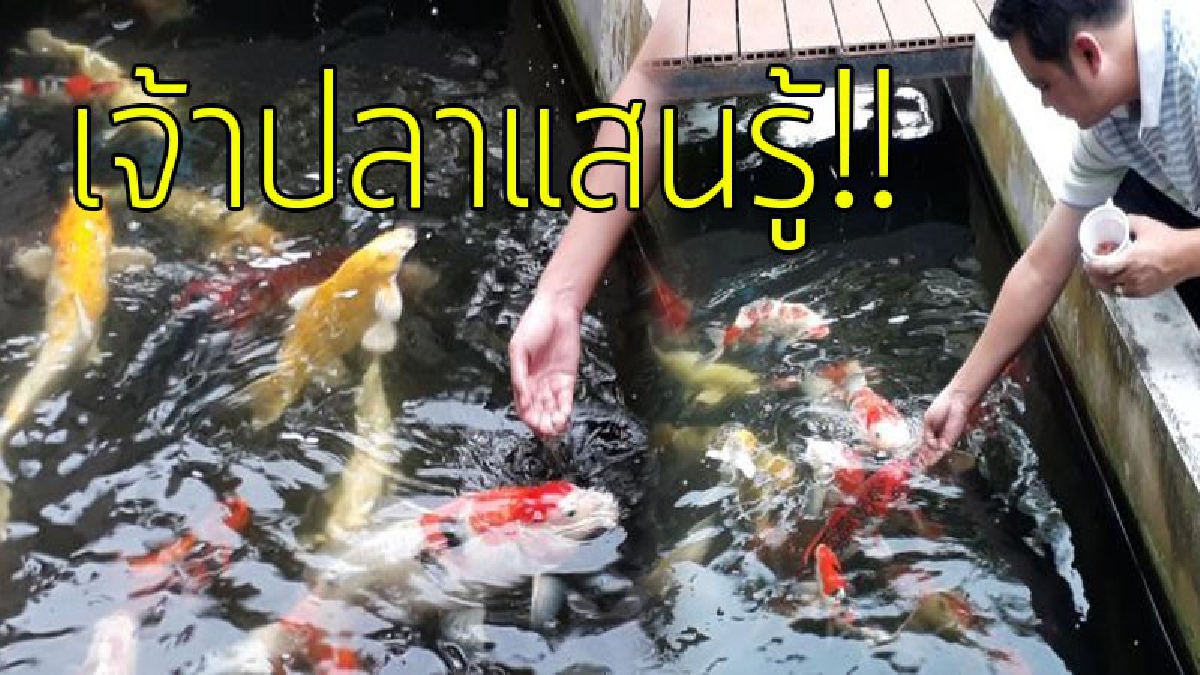 แบบนี้ก็มีด้วย..!?? ภาพสุดน่ารัก เมื่อปลาคราฟ จับเล่นได้ง่ายๆ โคตรเชื่องเหมือนสุนัขและแมว..!!