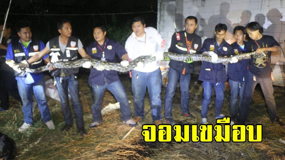 เจ้าของบ้านเอะใจ ไก่หายวันละ 2 ตัว แถมแมวที่เลี้ยงก็ทยอยสูญ ซุ่มรอถึงกลางดึก "ไอ้เหลือมยักษ์ยาวกว่า 6 เมตร เลื้อยมาตามนัด" (คลิป)