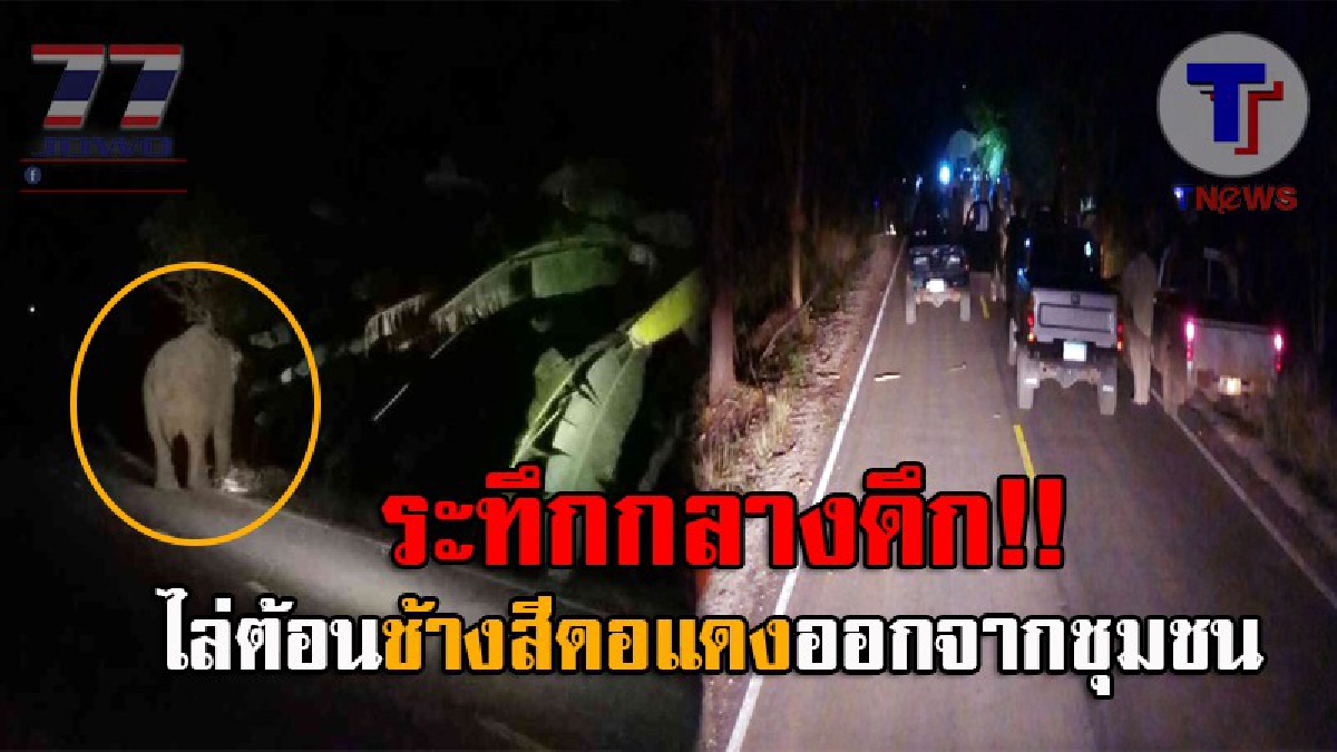 อย่าให้มันเข้ามาได้..!! จนท.ระดมกำลังครึ่งร้อย ไล่ต้อนช้างป่า "สีดอแดง" ออกจากชุมชน หลังพบประวัติเคยทำร้ายคน เสียชีวิตแล้ว 4 ราย (ชมคลิป)