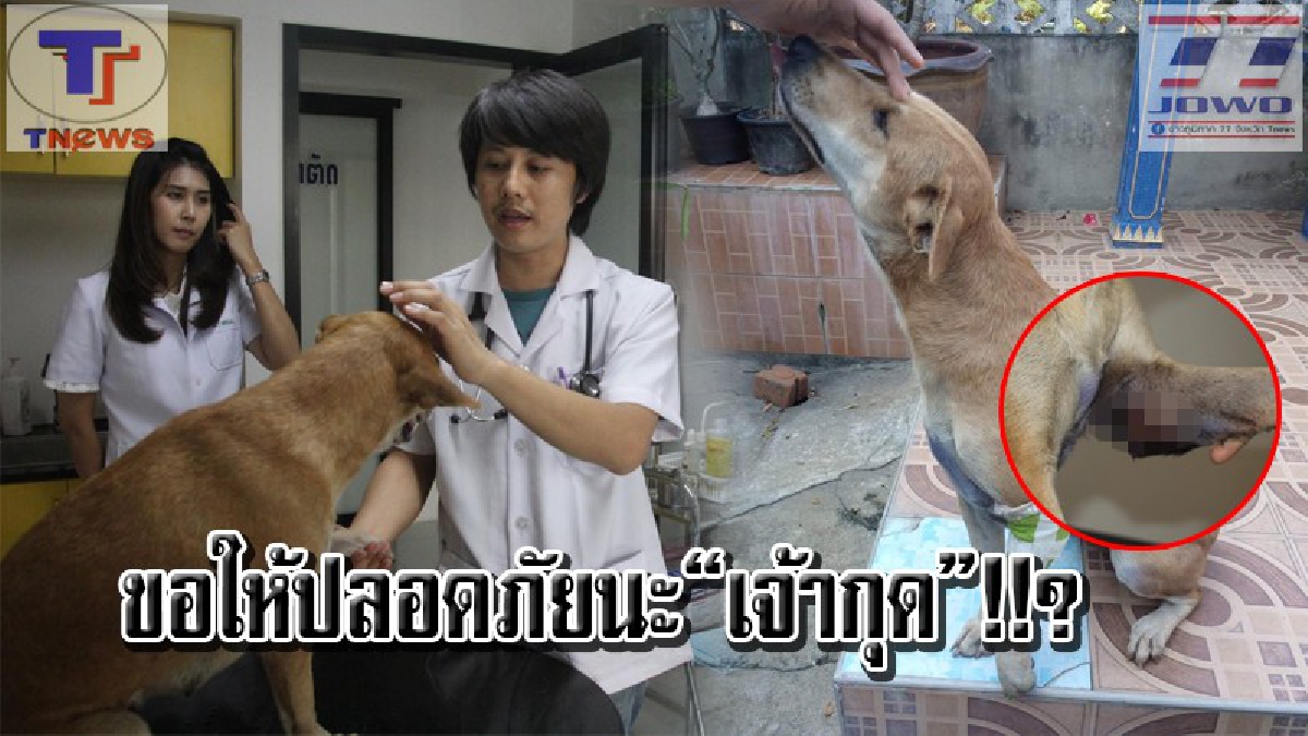 หมามันก็เจ็บเป็น !! สมาคมฯ รุดเข้าช่วย "เจ้ากุด" สุนัขที่ถูกยิง เผยอาการน่าห่วง..อาจต้องตัดขาทิ้ง จี้! ตร.เร่งตามล่าคนใจบาปดำเนินคดี..(คลิป)