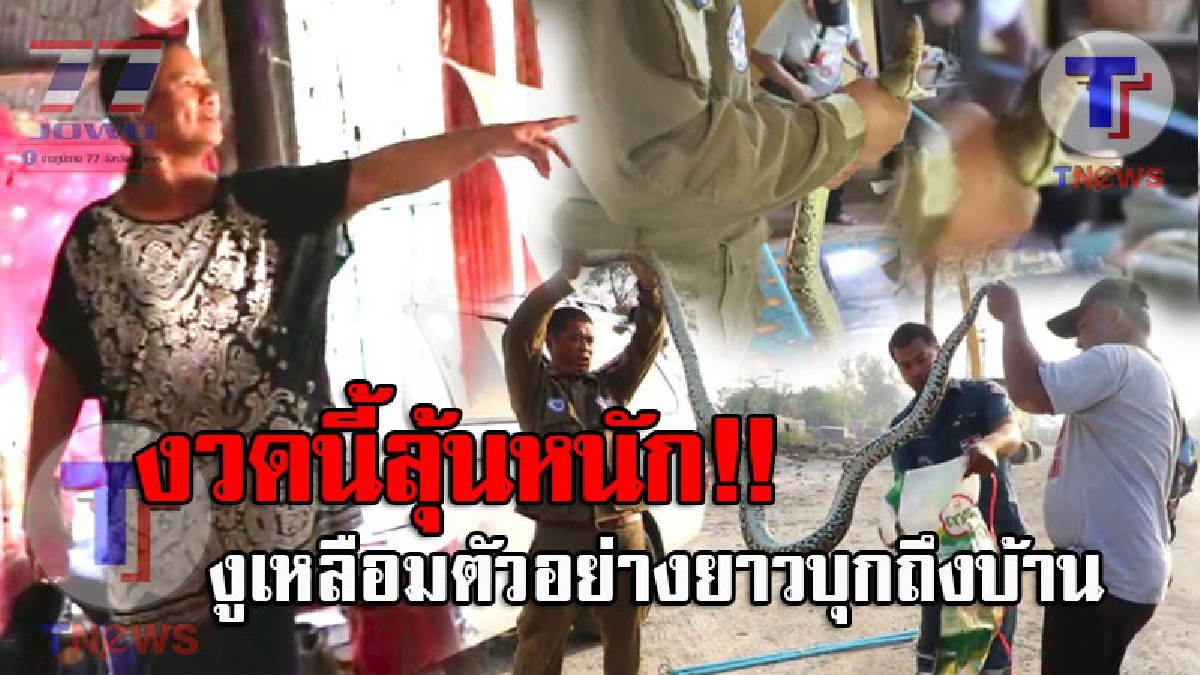 แห่ส่องเลขที่บ้าน..!? สาวใหญ่ผวากลางดึก ได้ยินเสียงตู้กับข้าวล้มคว่ำดังสนั่น ตื่นเช้ามาแทบช็อค เจองูเหลือมตัวอย่างยาว เลื้อยอยู่กลางบ้าน!!!